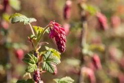 Ribes sanguineum 'King Edward VII' (Alpenbes 'King Edward VII')