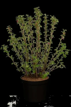 Ribes sanguineum 'King Edward VII' (Alpenbes 'King Edward VII')