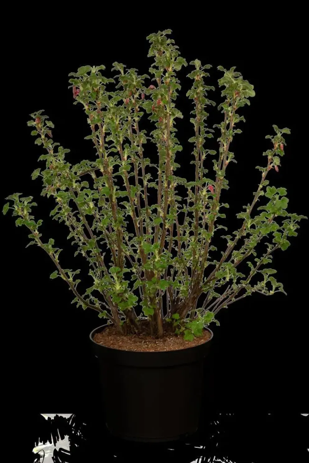 Ribes sanguineum 'King Edward VII' (Alpenbes 'King Edward VII')
