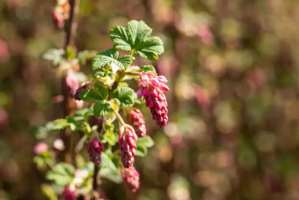Ribes sanguineum 'King Edward VII' (Alpenbes 'King Edward VII')