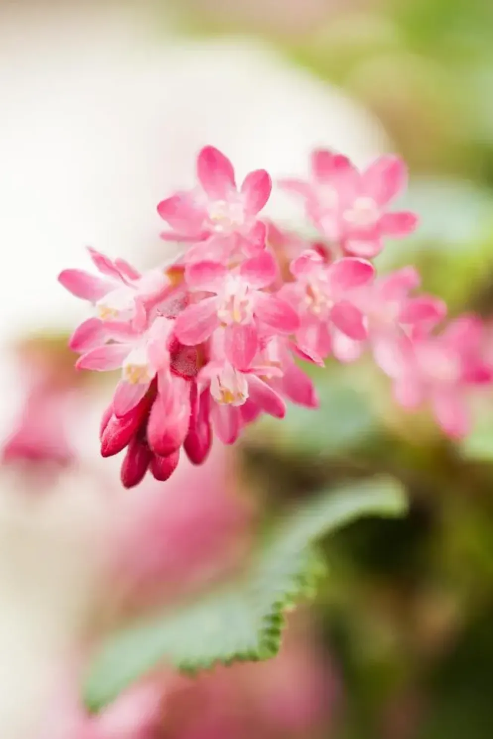 Ribes sanguineum 'King Edward VII' (Alpenbes 'King Edward VII')
