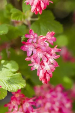 Ribes sanguineum 'King Edward VII' (Alpenbes 'King Edward VII')
