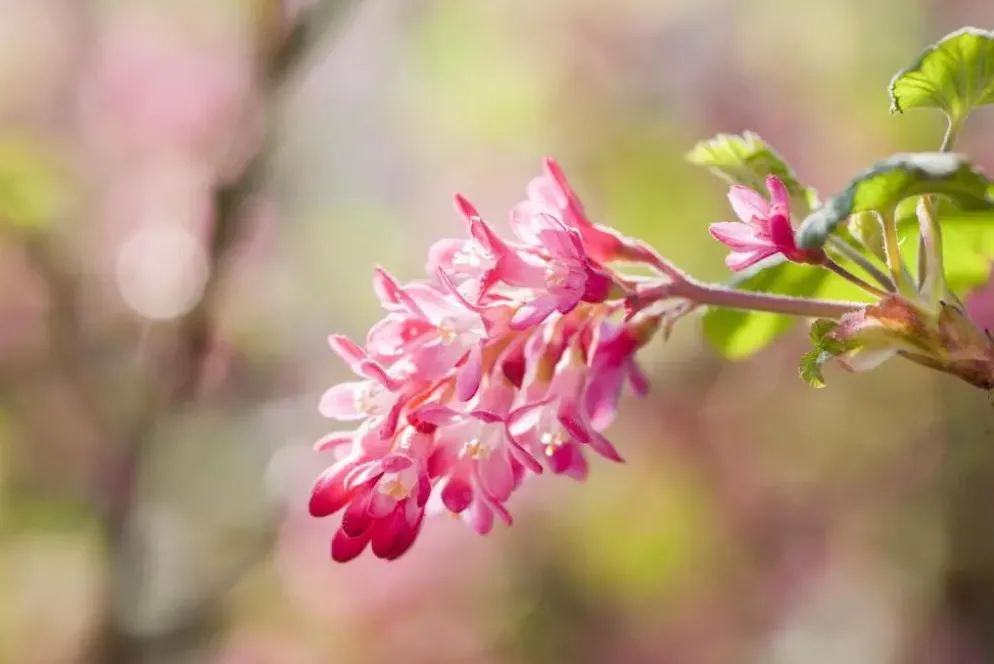 Ribes sanguineum 'King Edward VII' (Alpenbes 'King Edward VII')