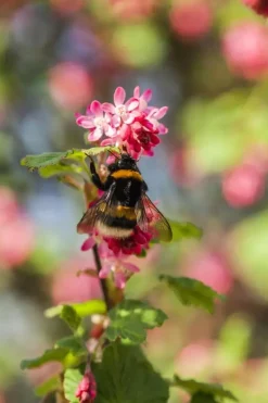 Ribes sanguineum 'King Edward VII' (Alpenbes 'King Edward VII')