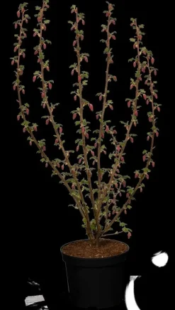 Ribes sanguineum 'King Edward VII' (Alpenbes 'King Edward VII')