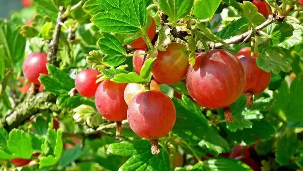 Ribes uva-crispa 'Captivator' (Kruisbes) fruitplant 60cm