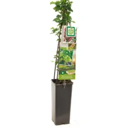 Ribes uva-crispa 'Hinnonmäki Grön' (Kruisbes) fruitplant 60cm