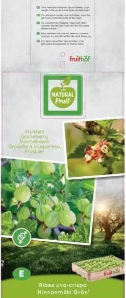 Ribes uva-crispa 'Hinnonmäki Grön' (Kruisbes) fruitplant 60cm