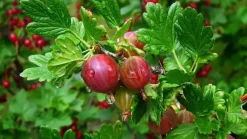 Ribes uva-crispa 'Hinnonmäki Röd' (Kruisbes) fruitplant 60cm