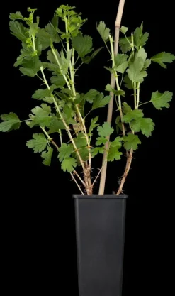 Ribes uva-crispa 'Hinnonmäki Röd' (Kruisbes) fruitplant 60cm
