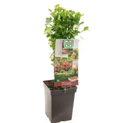 Ribes uva-crispa 'Hinnonmäki Röd' (Kruisbes) fruitplant 60cm