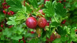 Ribes uva-crispa 'Hinnonmäki Röd' (Kruisbes) fruitplant 60cm