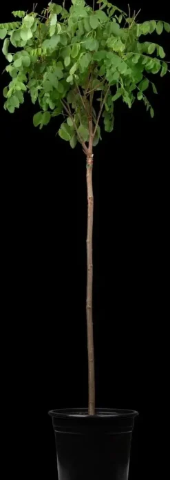 Robinia pseudoacacia 'Umbraculifera' (Valse acacia 'Umbraculifera')