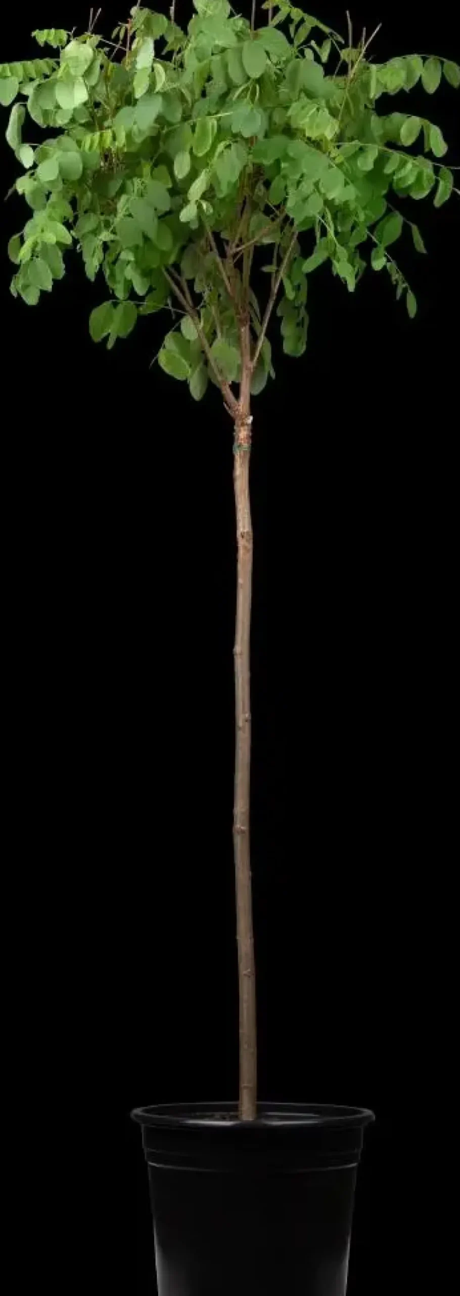 Robinia pseudoacacia 'Umbraculifera' (Valse acacia 'Umbraculifera')