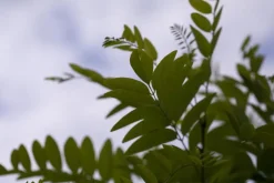 Robinia pseudoacacia 'Umbraculifera' (Valse acacia 'Umbraculifera')