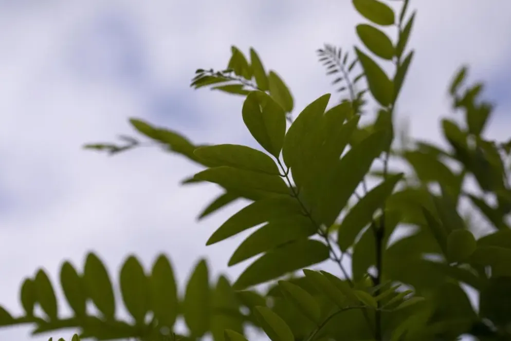 Robinia pseudoacacia 'Umbraculifera' (Valse acacia 'Umbraculifera')