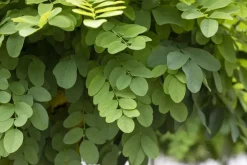 Robinia pseudoacacia 'Umbraculifera' (Valse acacia 'Umbraculifera')