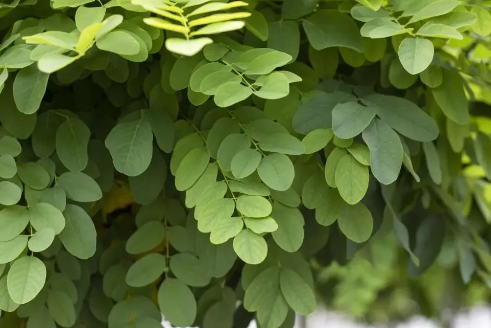 Robinia pseudoacacia 'Umbraculifera' (Valse acacia 'Umbraculifera')