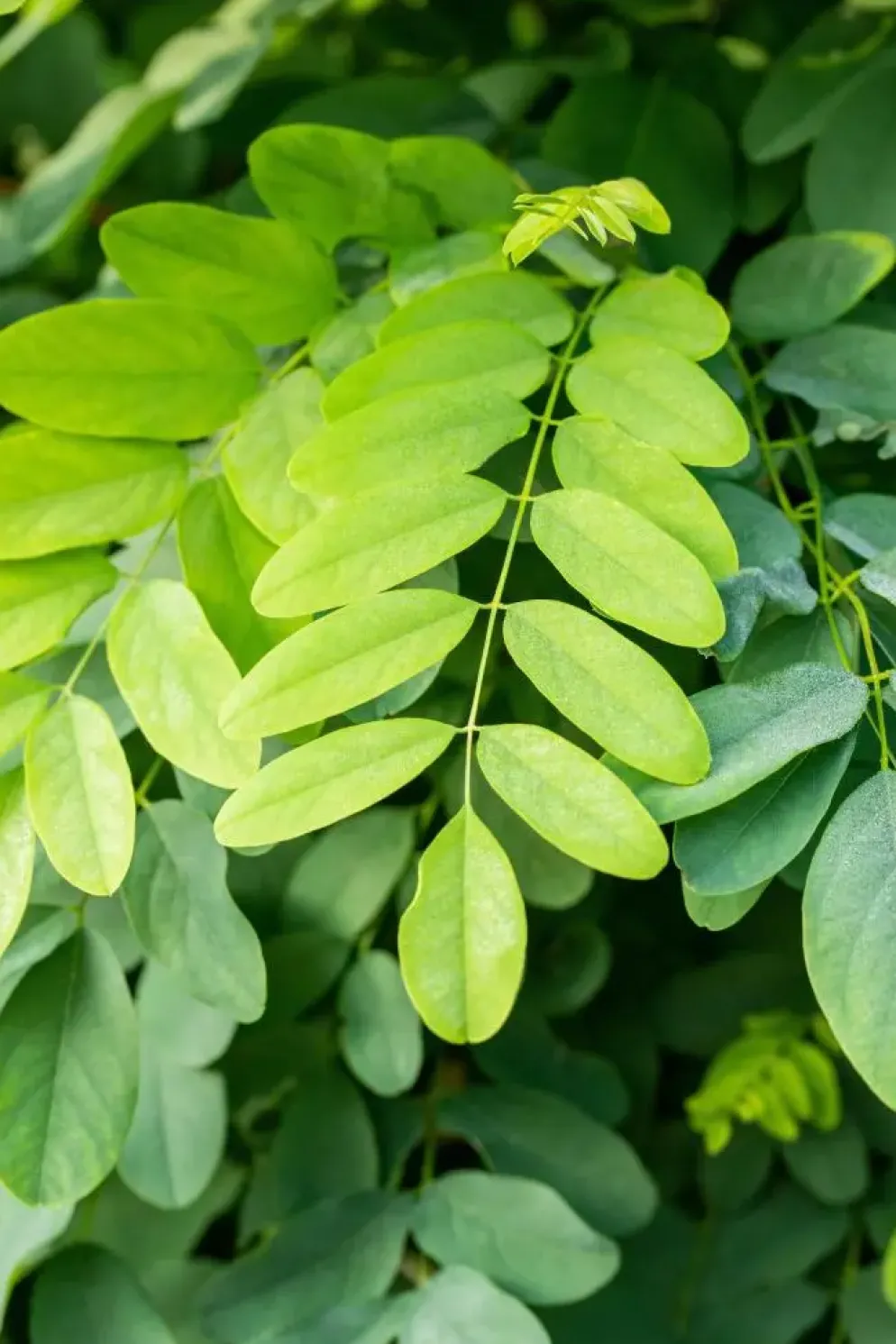 Robinia pseudoacacia 'Umbraculifera' (Valse acacia 'Umbraculifera')