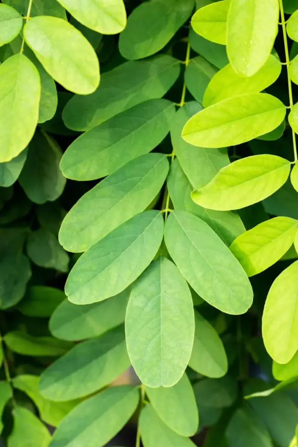 Robinia pseudoacacia 'Umbraculifera' (Valse acacia 'Umbraculifera')