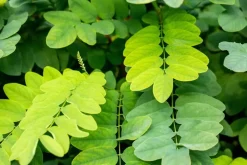 Robinia pseudoacacia 'Umbraculifera' (Valse acacia 'Umbraculifera')