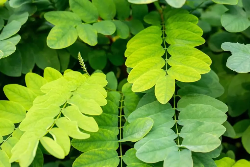 Robinia pseudoacacia 'Umbraculifera' (Valse acacia 'Umbraculifera')
