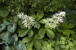 Rodgersia (Kastanjebladige astilbe)