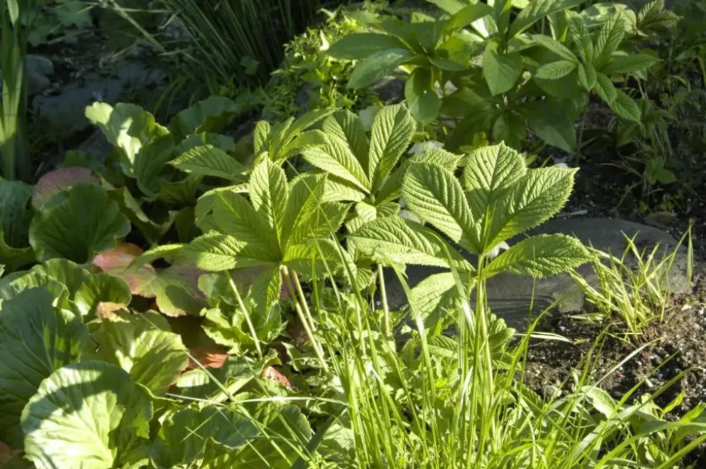 Rodgersia (Kastanjebladige astilbe)