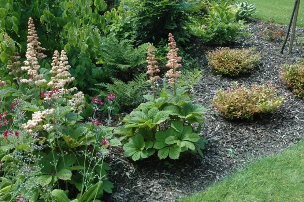 Rodgersia (Kastanjebladige astilbe)