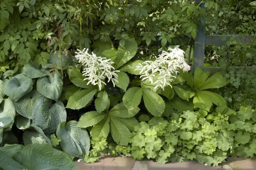Rodgersia (Kastanjebladige astilbe)