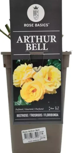Rosa 'Arthur Bell' 35cm