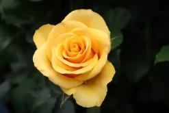 Rosa 'Arthur Bell' 35cm
