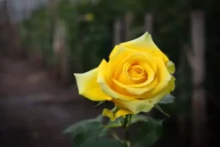 Rosa 'Arthur Bell' 35cm
