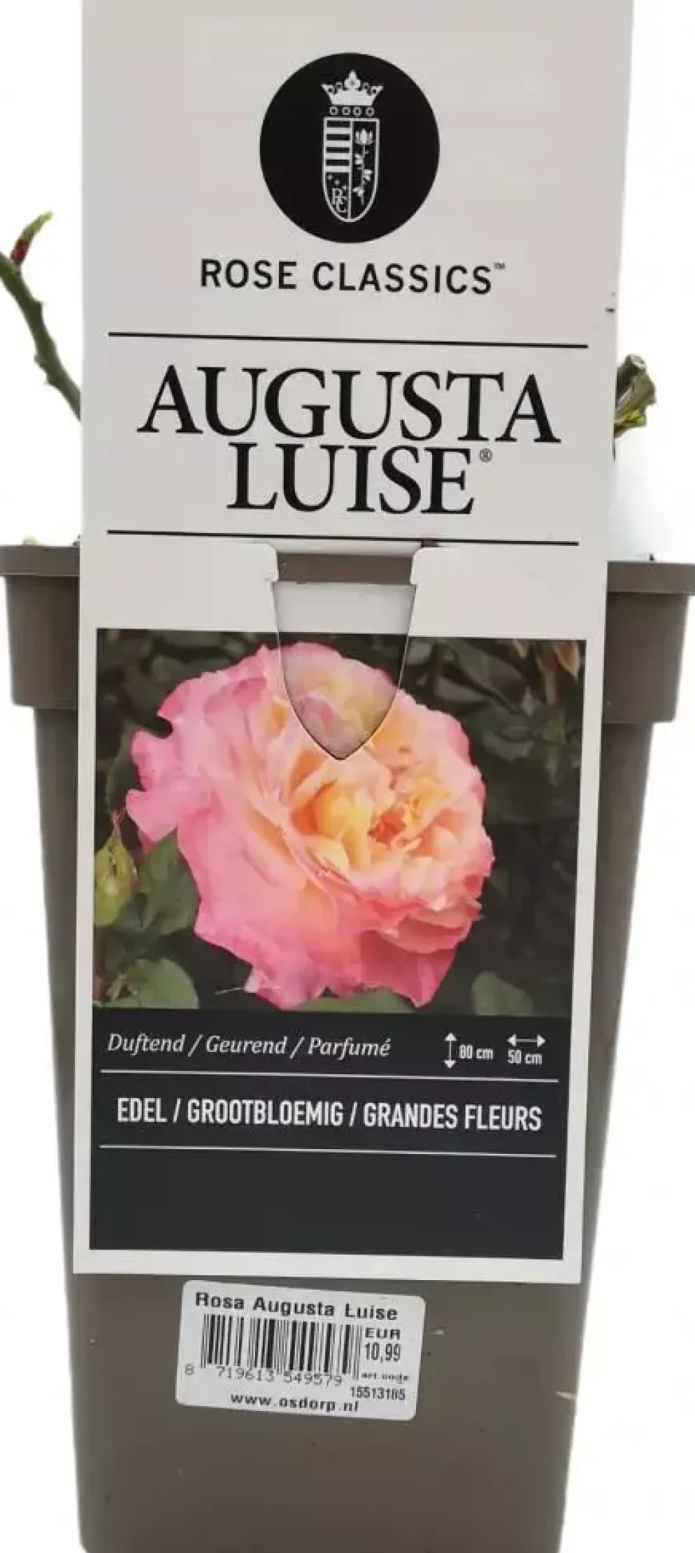 Rosa 'Augusta Luise' 35cm