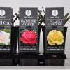 Rosa basics grootbloemig mix