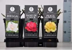 Rosa basics grootbloemig mix