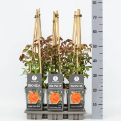 Rosa Bionda (Klimroos) 75cm