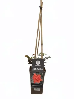 Rosa Bionda (Klimroos) 75cm