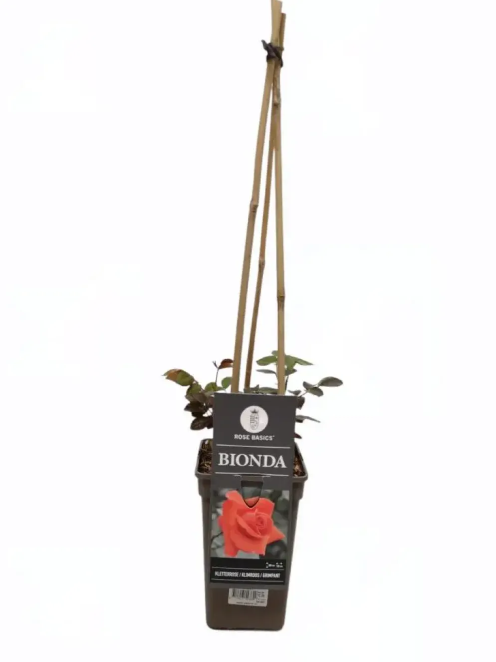 Rosa Bionda (Klimroos) 75cm