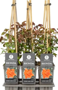 Rosa Bionda (Klimroos) 75cm