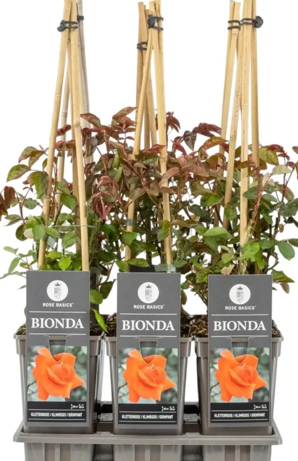 Rosa Bionda (Klimroos) 75cm
