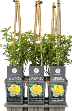 Rosa 'climbing chinatown' (Roos) 75cm