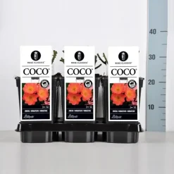 Rosa 'Coco'® (Roos 'Coco')