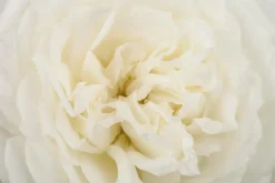 Rosa 'Crystal Fairy' 35cm