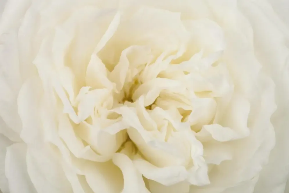 Rosa 'Crystal Fairy' 35cm