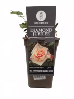 Rosa 'Diamond Jubillee' 35cm