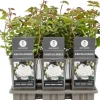Rosa 'Kristallperle'® (Roos) 45cm