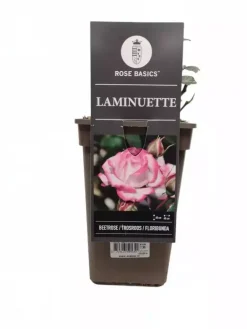 Rosa laminuette (klimroos) 35cm