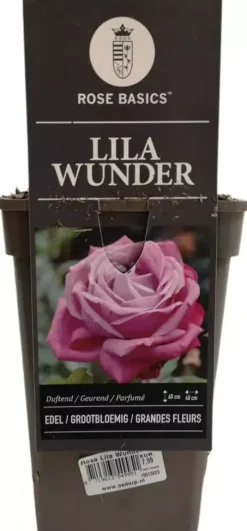 Rosa lila wunder (Struikroos)