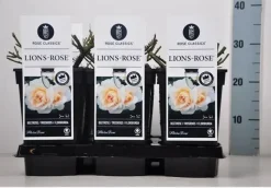 Rosa 'Lions-Rose'® (Roos 'Lions-Rose')